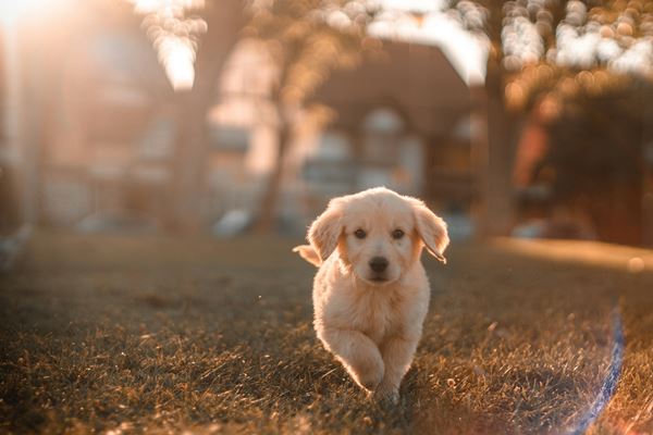 走っている犬